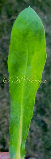  Leaf